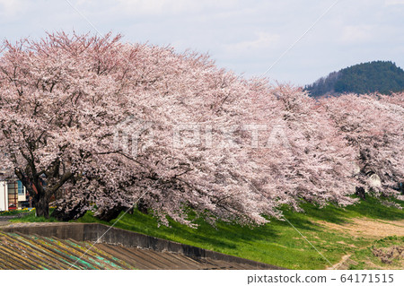 Blue sky and Ichimoku Senbonzakura Ogawara Town, Miyagi Prefecture 64171515