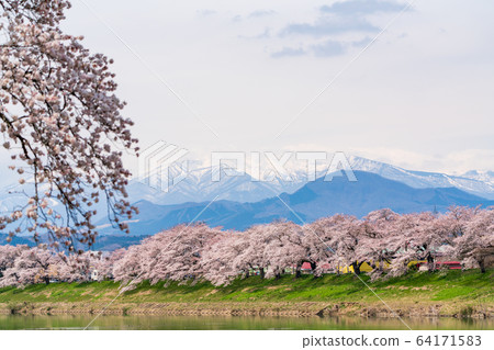 Blue sky and Ichimoku Senbonzakura Ogawara Town, Miyagi Prefecture Blue sky and Ichimoku Senbonzakura Ogawara Town, Miyagi Prefecture 64171583