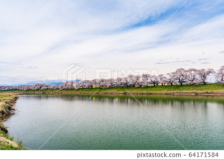 Blue sky and Ichimoku Senbonzakura Ogawara Town, Miyagi Prefecture Blue sky and Ichimoku Senbonzakura Ogawara Town, Miyagi Prefecture 64171584