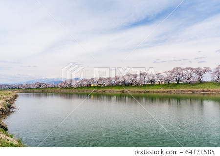 Blue sky and Ichimoku Senbonzakura Ogawara Town, Miyagi Prefecture 64171585