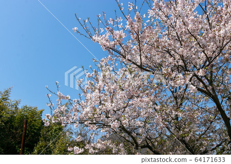 Sakura along the Ebi River, Funabashi City, Chiba Prefecture, Japan Sakura along the Ebi River, Funabashi City, Chiba Prefecture, Japan 64171633