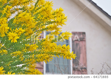 銀杏花在花園裡的花 照片素材 圖片 圖庫