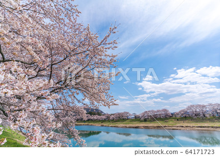 Blue sky and Ichimoku Senbonzakura Ogawara Town, Miyagi Prefecture 64171723