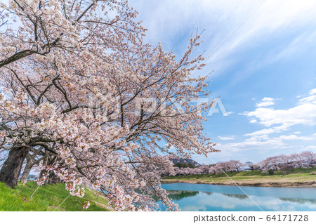 Blue sky and Ichimoku Senbonzakura Ogawara Town, Miyagi Prefecture 64171728