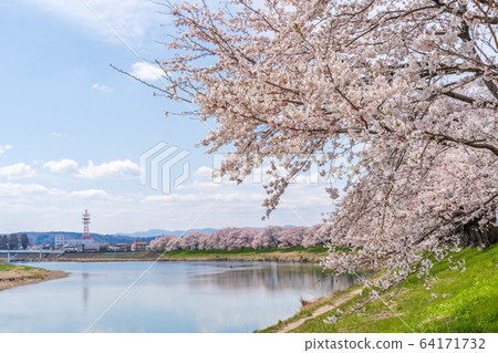 Blue sky and Ichimoku Senbonzakura Ogawara Town, Miyagi Prefecture Blue sky and Ichimoku Senbonzakura Ogawara Town, Miyagi Prefecture 64171732
