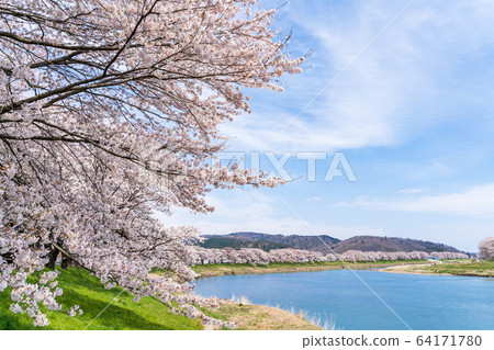 Blue sky and Ichimoku Senbonzakura Ogawara Town, Miyagi Prefecture 64171780