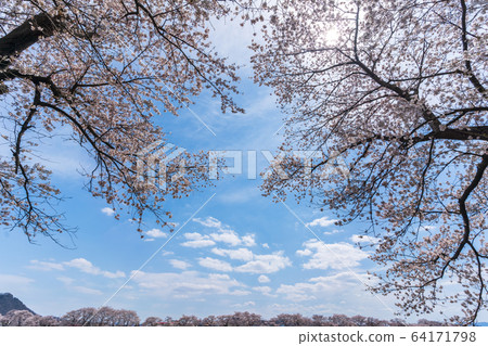 Blue sky and Ichimoku Senbonzakura Ogawara Town, Miyagi Prefecture Blue sky and Ichimoku Senbonzakura Ogawara Town, Miyagi Prefecture 64171798