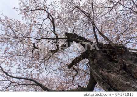 宮城縣藍天和市千千本櫻小川原町 64171815