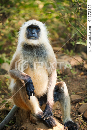 Indian common Gray langur or Hanuman langur monkey eating in Ranthambore national park, Rajasthan, India Indian common Gray langur or Hanuman langur monkey eating in Ranthambore national park, Rajasthan, India 64172305