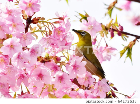 White-eye and cherry White-eye and cherry 64172633