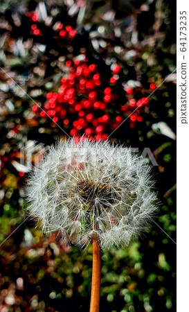 蒲公英 64173235