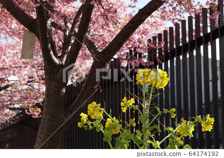河津櫻花和油菜花 河津櫻花和油菜花 64174192
