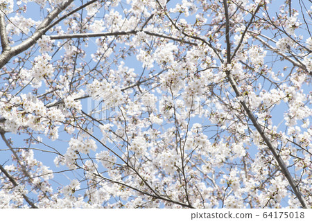 Cherry Blossom 64175018