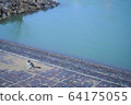 貓在河邊 64175055