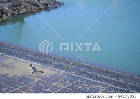 貓在河邊 64175055