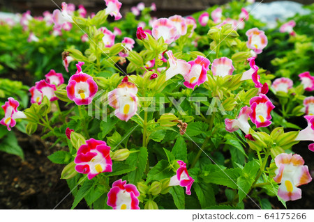 Wishbone flower, Torenia is is Biennial plants 64175266