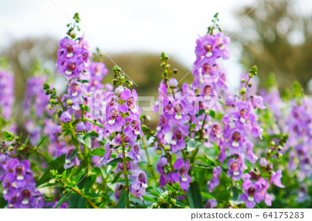 Little Turtle Flower, Angelonia is Biennial plants 64175283