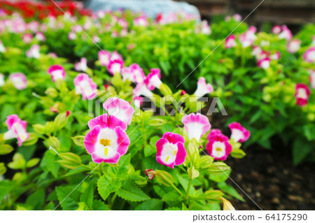 Bluewings, Torenia is is Biennial plants that can 64175290