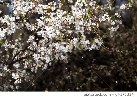 Blooming cherry plum on a sunny day Blooming cherry plum on a sunny day 64175334