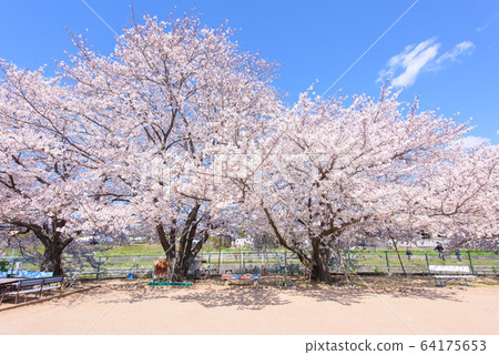 圖庫照片：櫻花日本春天春天校園藍藍的天空地面 64175653