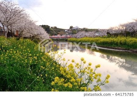Yoshino Somei (Katsuma Tagawa, Makinohara City) 200405pm6: 07 64175785