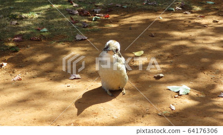 翠鳥的照片，從前向下走在地上並歪著頭 64176306