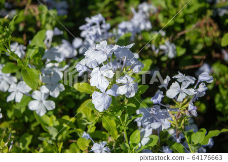 A bush of blooming Blue Plumbago A bush of blooming Blue Plumbago 64176663
