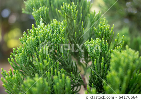 Closeup on a pine tree branch, showing the fresh tips of the leaves Closeup on a pine tree branch, showing the fresh tips of the leaves 64176664