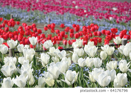 鶴見涼地的鬱金香花壇 鶴見涼地的鬱金香花壇 64176796