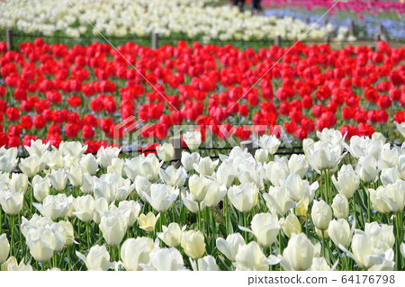 鶴見涼地的鬱金香花壇 鶴見涼地的鬱金香花壇 64176798