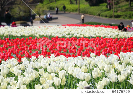 鶴見涼地的鬱金香花壇 鶴見涼地的鬱金香花壇 64176799