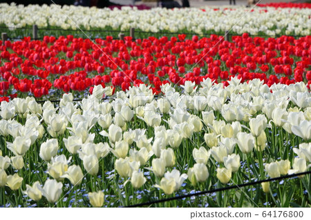 鶴見涼地的鬱金香花壇 鶴見涼地的鬱金香花壇 64176800