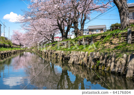 川越/品川河的櫻花 64176804