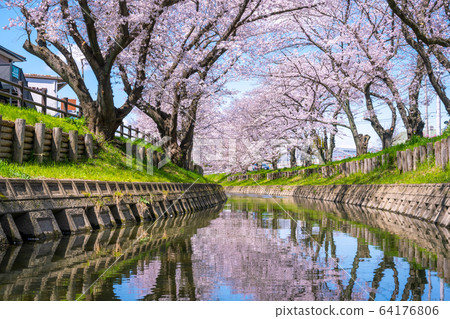 川越/品川河的櫻花 川越/品川河的櫻花 64176806