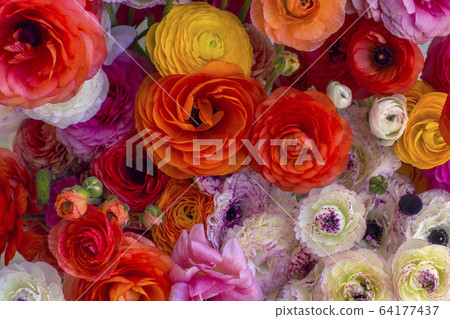 Background of colorful flowers. Background of colorful flowers. 64177437