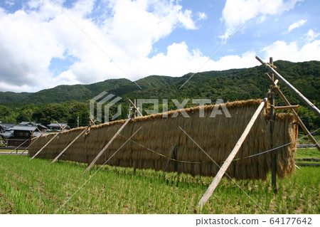 Dried rice after harvesting (Hazekake / Hazakake) 64177642