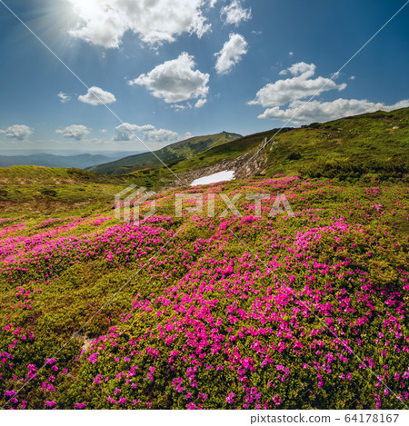 Blossoming Carpathian mountains slopes, 64178167