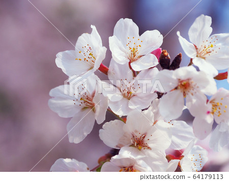 Spring image (Sakura flower) Spring image (Sakura flower) 64179113