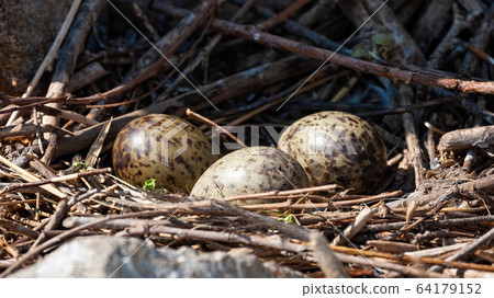 Three spotted eggs of black-headed gull lying in nest in spring nature 64179152