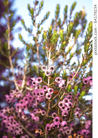 Janome Erika 64179234