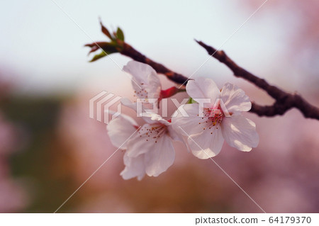 Spring image (Sakura flower) Spring image (Sakura flower) 64179370