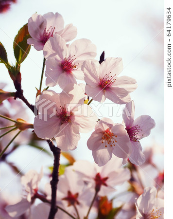 Spring image (Sakura flower) Spring image (Sakura flower) 64179634