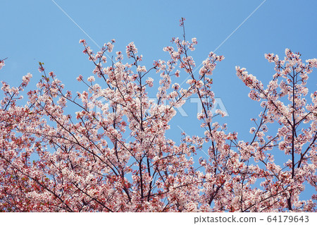 Spring image (Sakura flower) 64179643