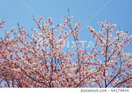 Spring image (Sakura flower) 64179644