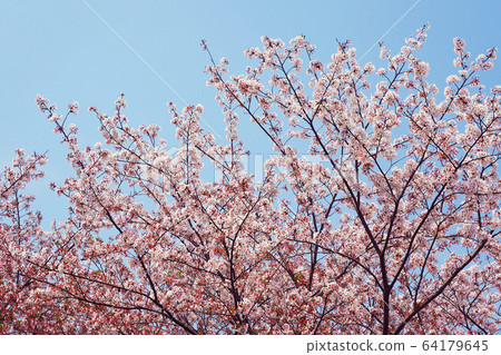 Spring image (Sakura flower) 64179645