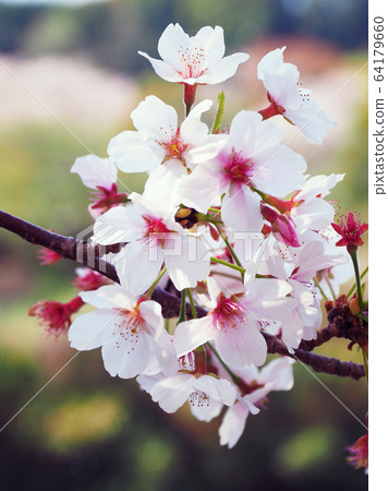 Spring image (Sakura flower) Spring image (Sakura flower) 64179660