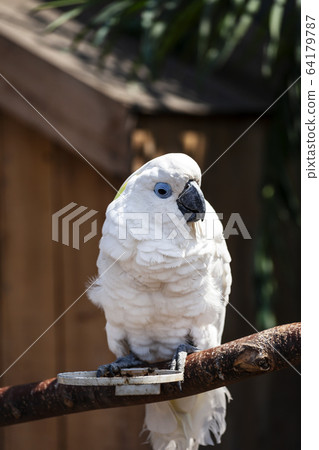 parrot 64179787