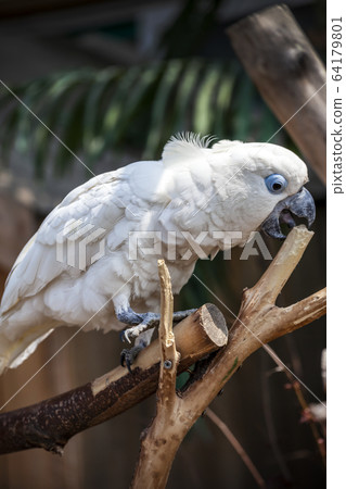 parrot 64179801