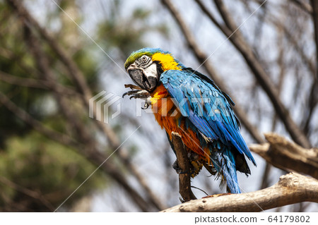parrot 64179802