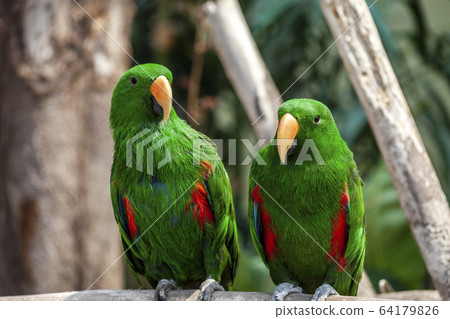 parrot 64179826